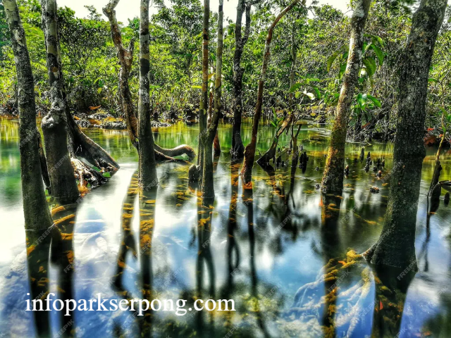 Pesona Hutan Mangrove di Florida